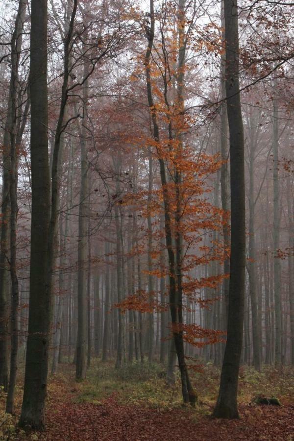 Pension Walddorf Winterberg Kültér fotó